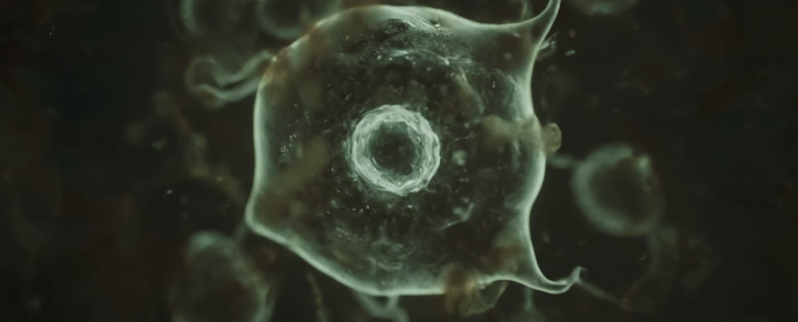 Space Whales - Solving the Mystery of Panspermia